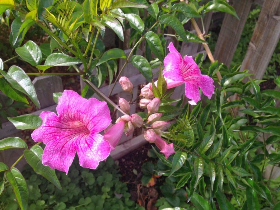 Pink_Trumpet_Vine_Flower Desert Gardening 101