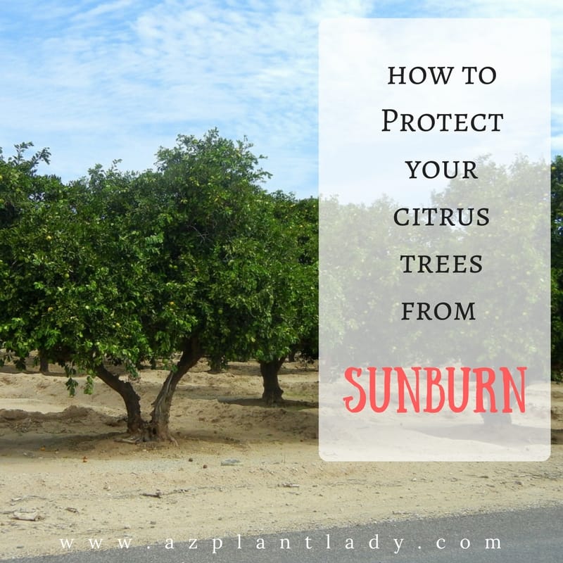 Trees get sunburns too: tips to protect your trees from the sun