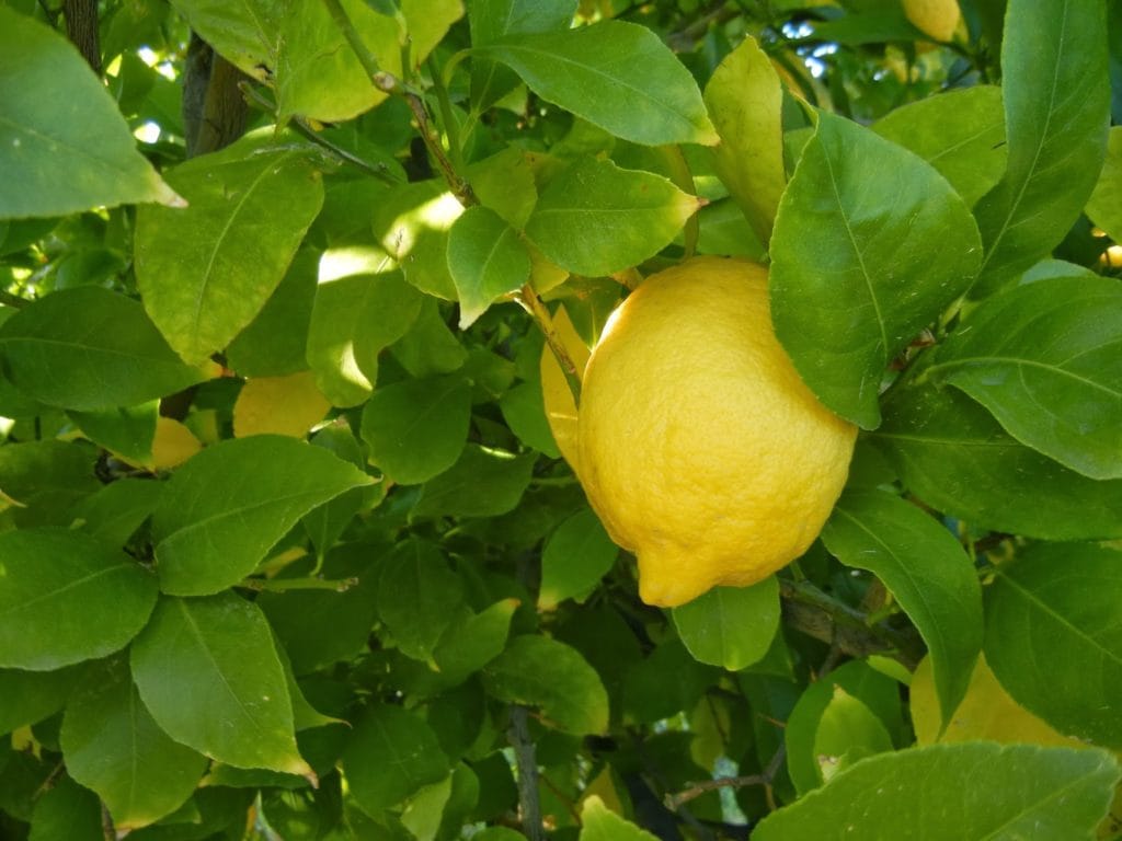 Even Citrus Trees Need Sunscreen to Prevent Sunburn