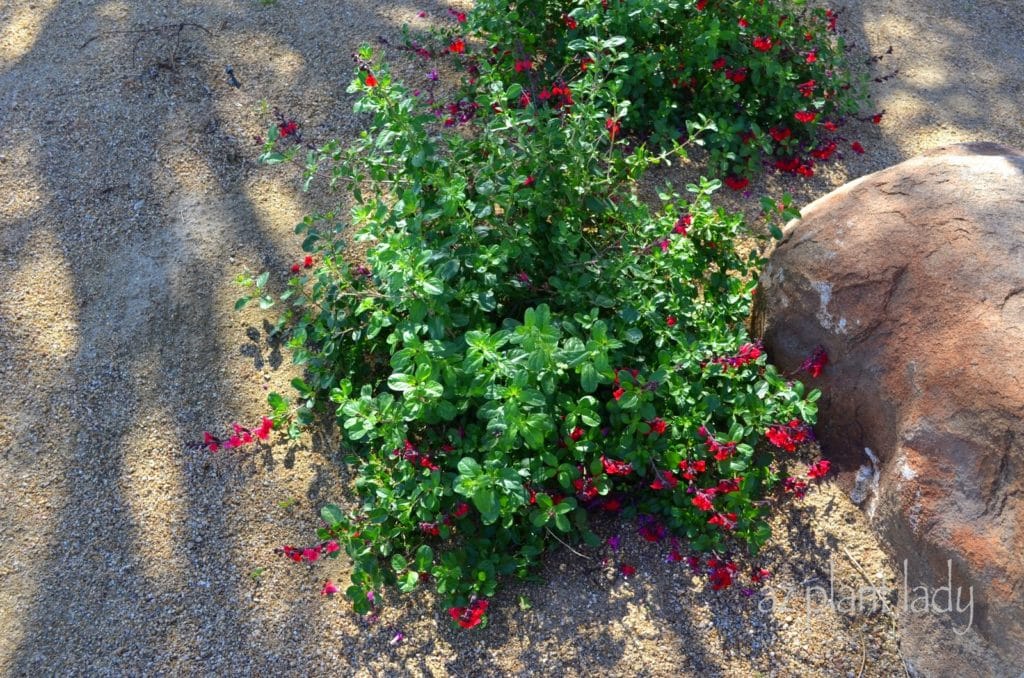 low-maintenance garden