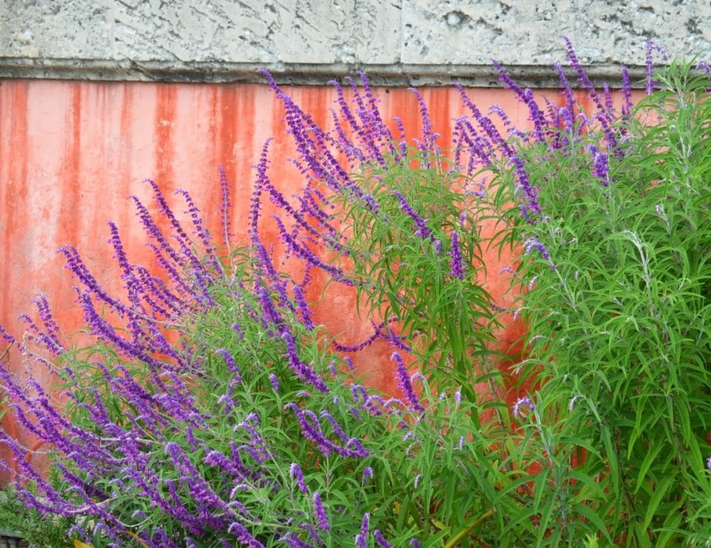 Mexican Bush Sage (Salvia leucantha)