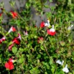 Autumn Sage (Salvia greggii)