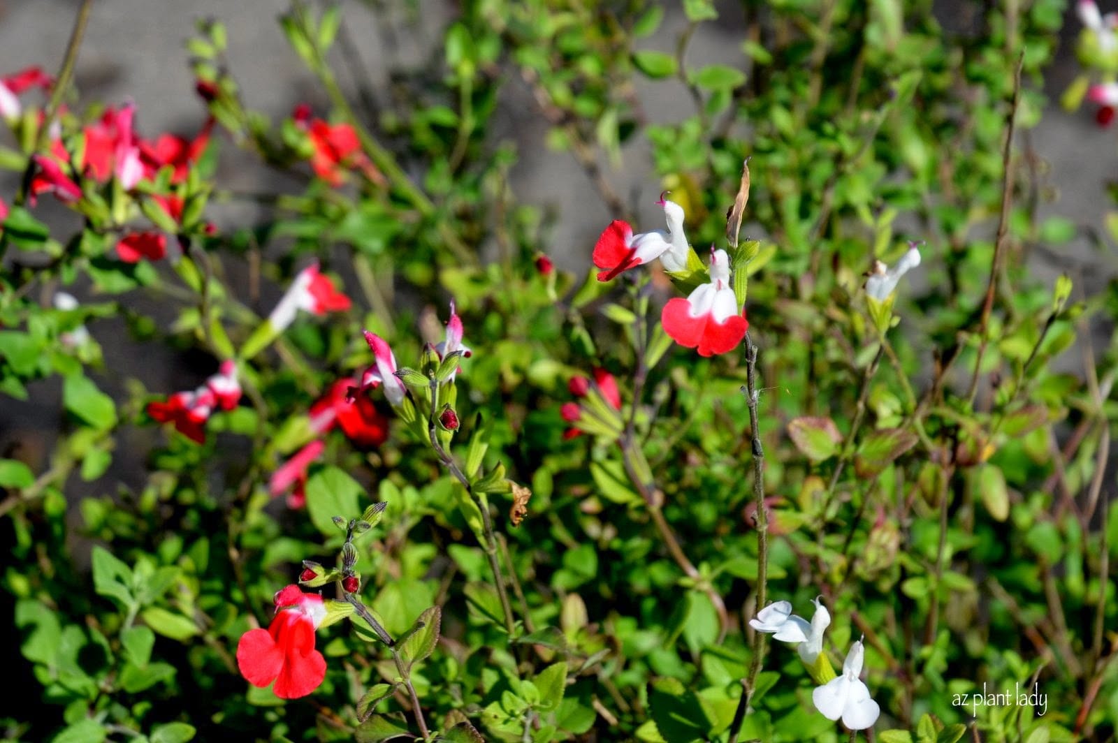 Autumn Sage (Salvia greggii)