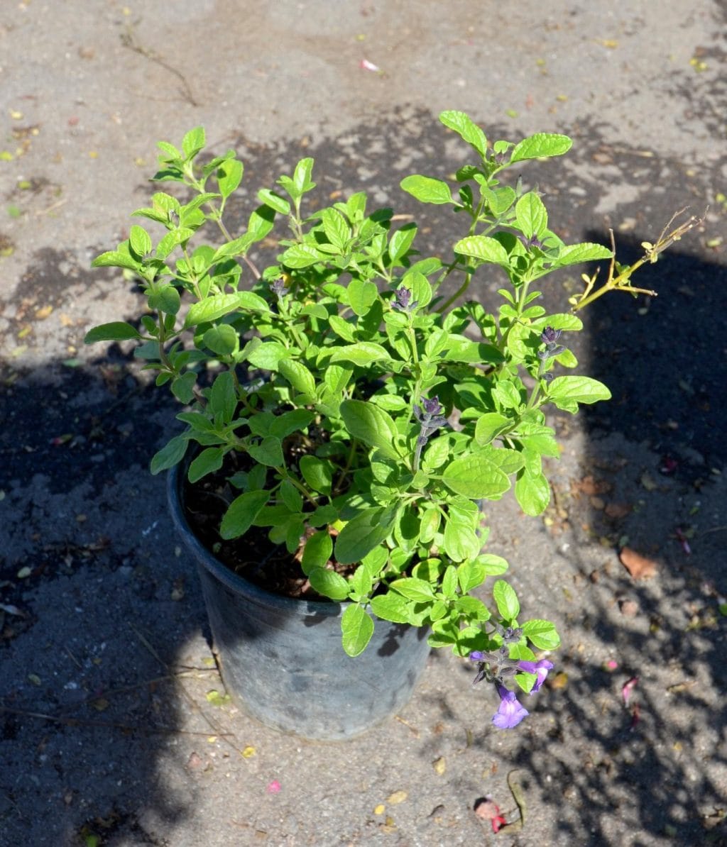 Purple Autumn Sage (Salvia greggii 'Purple')