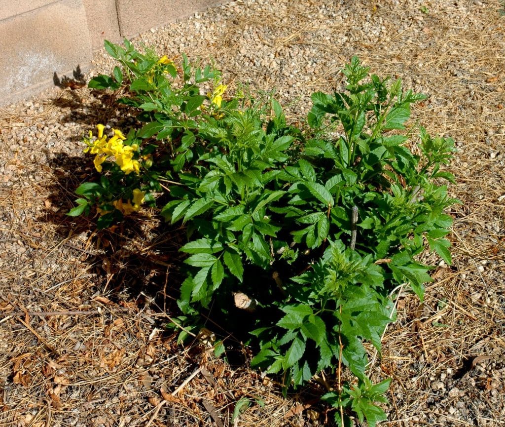 Pruning Spring Garden 