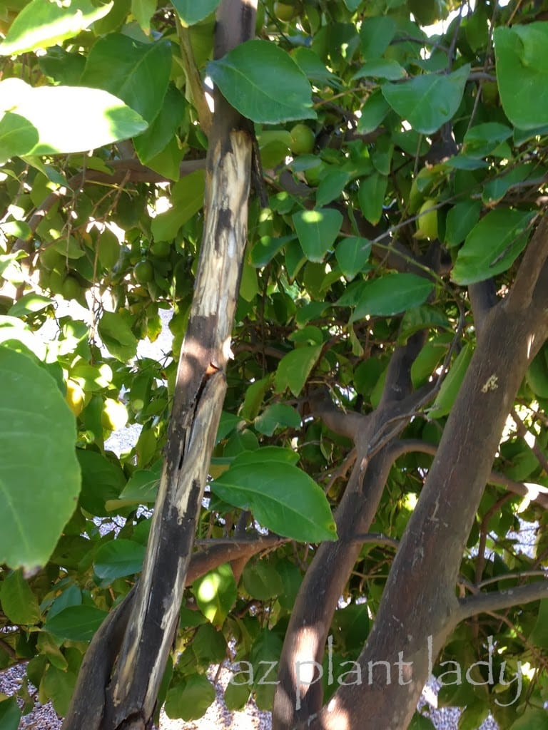 Citrus Trees Need Sunscreen and often develop sooty canker without proper protection