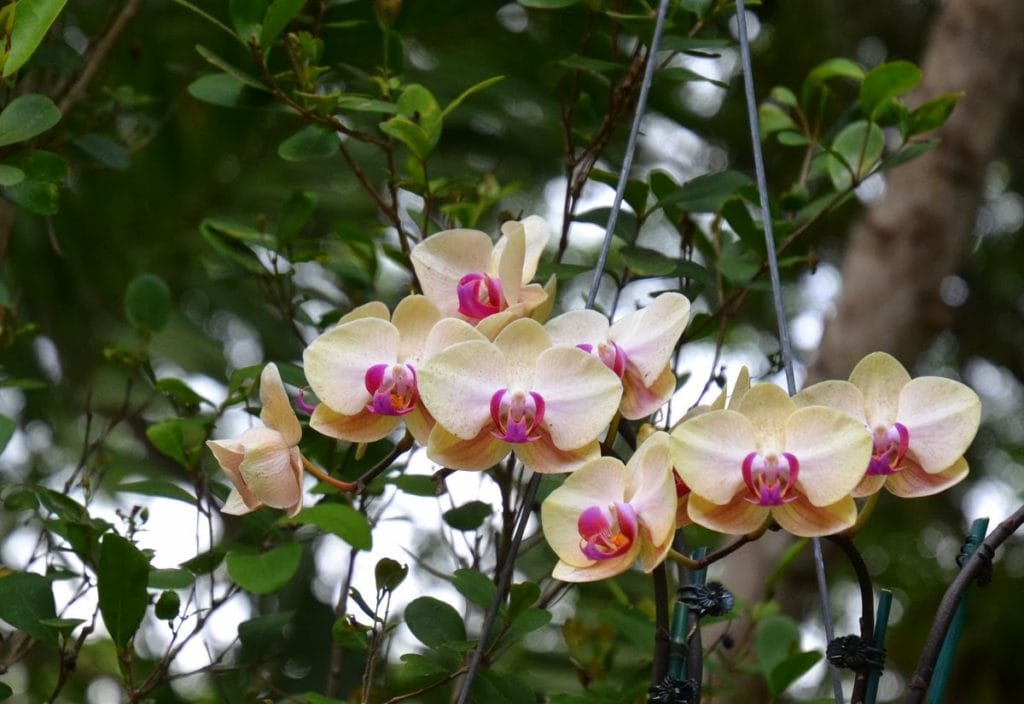 beautiful gardens of Vizcaya