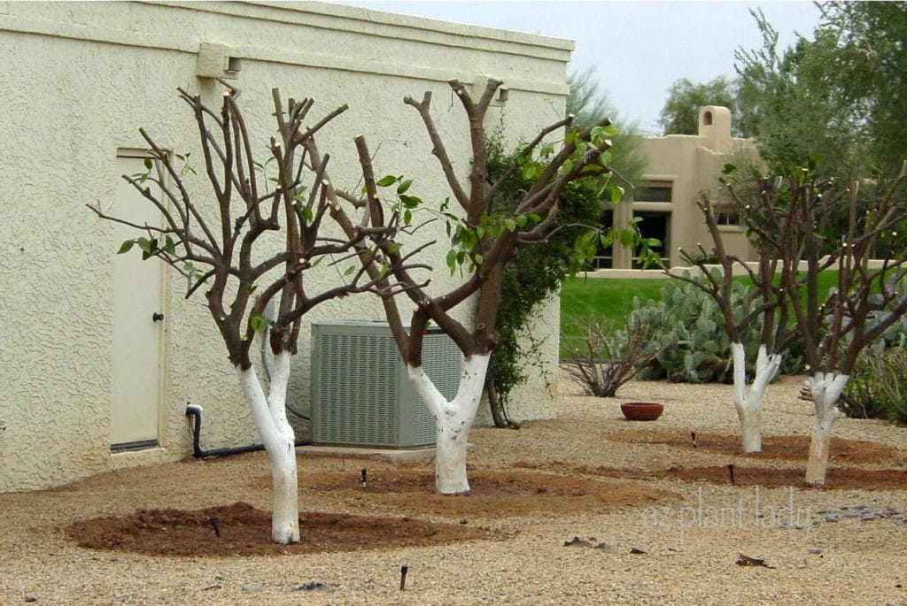 over pruned citrus trees