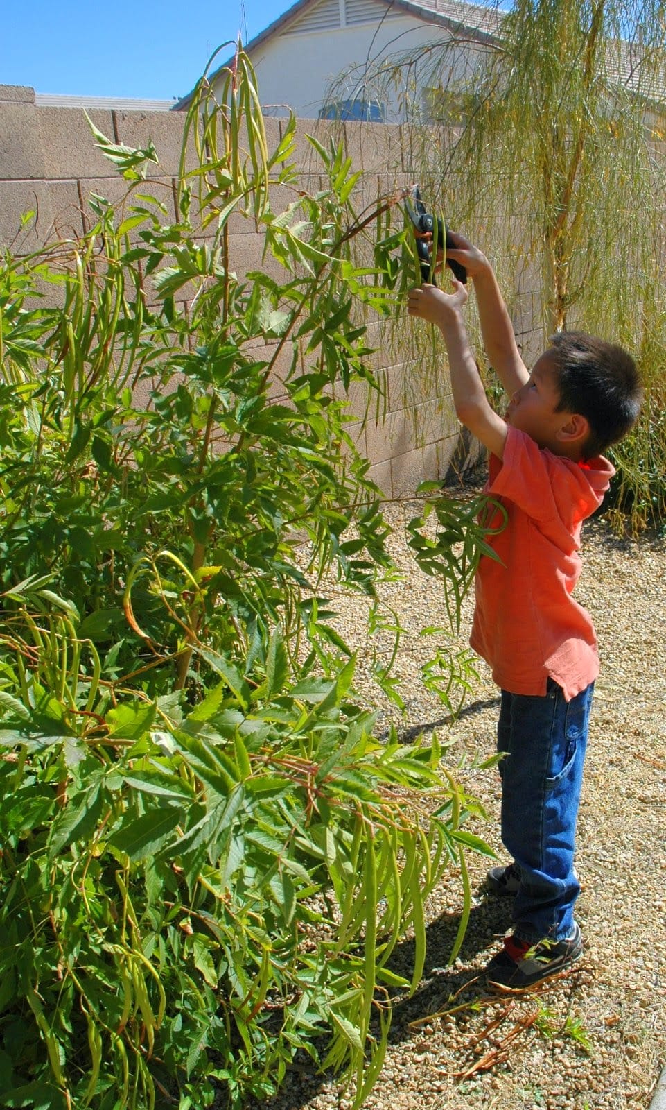 My son helping me prune several years ago