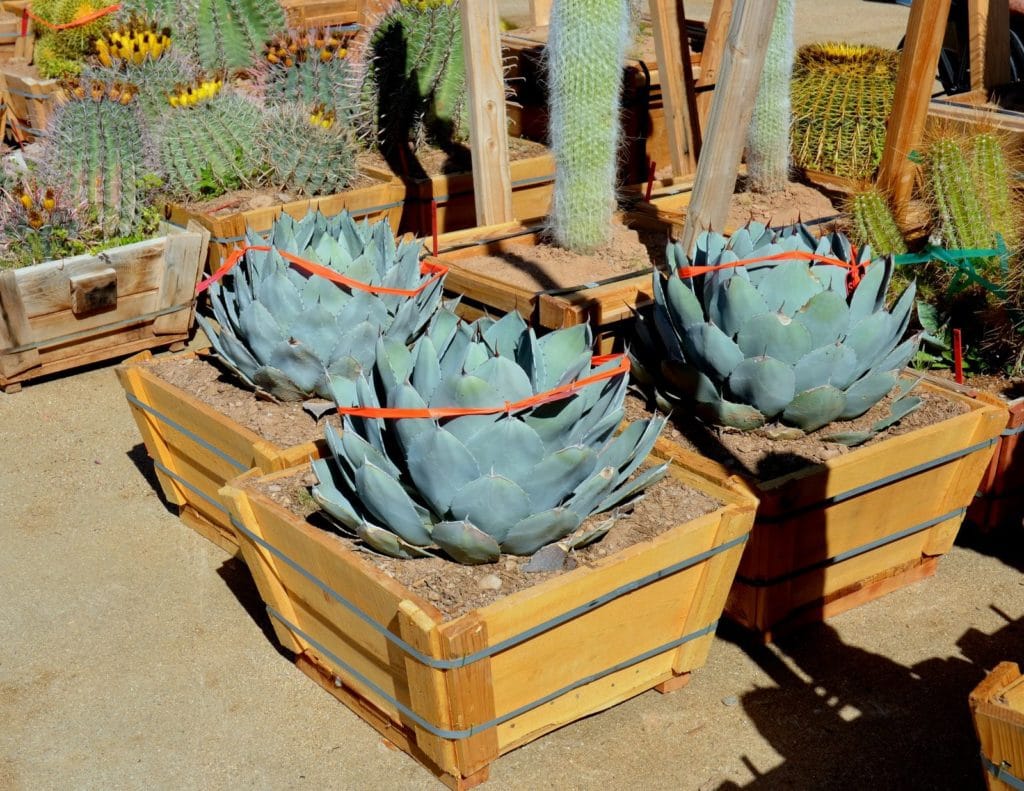 Shopping for Succulents agave
