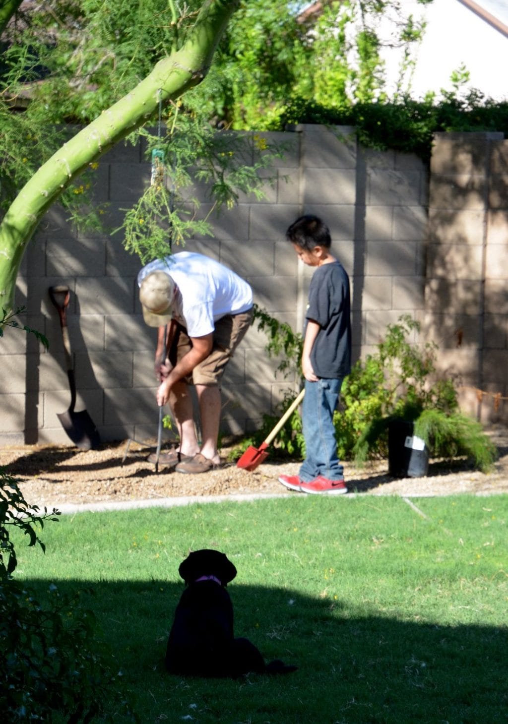 Pruning and Blooms in the Spring Garden