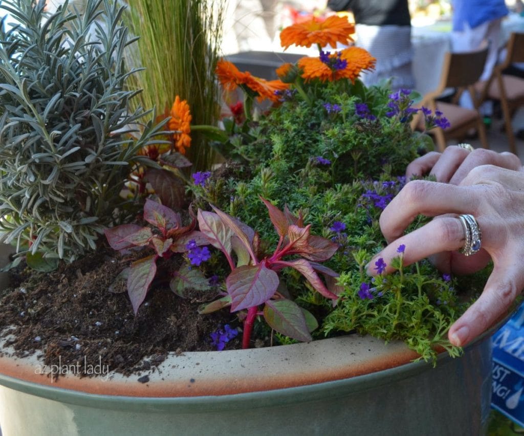 Container Gardening