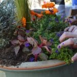 Container Gardening