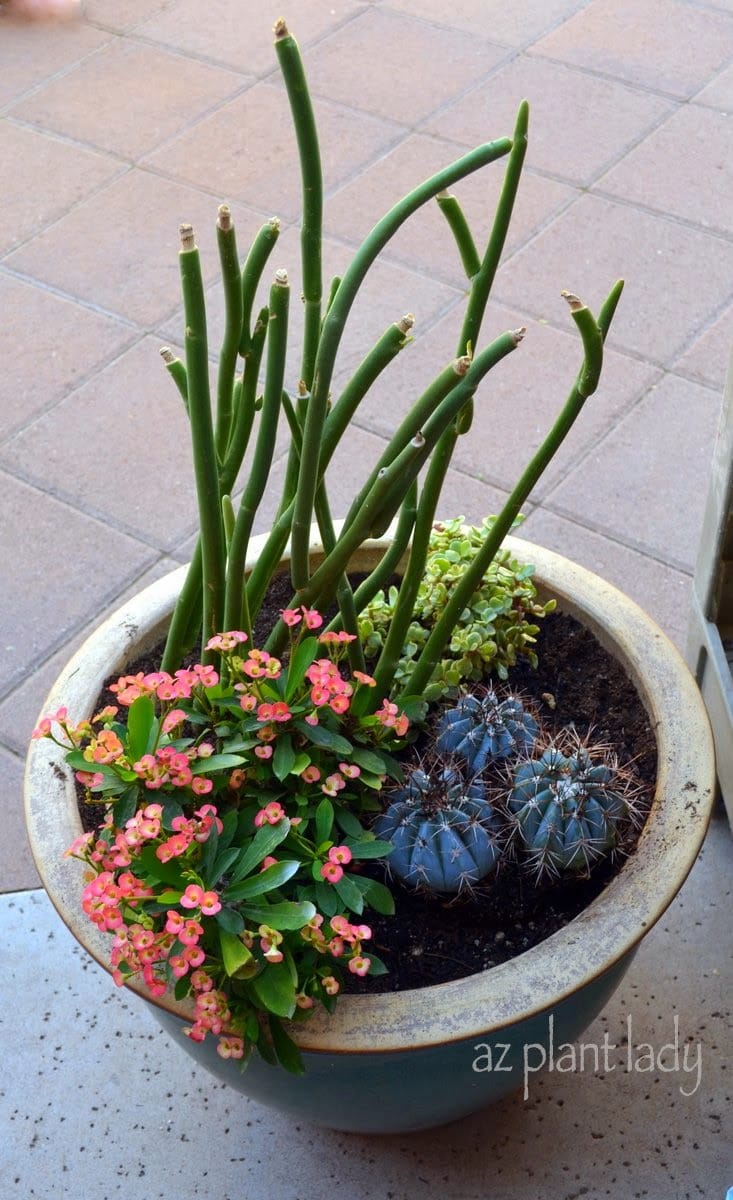 Creative Container Gardening