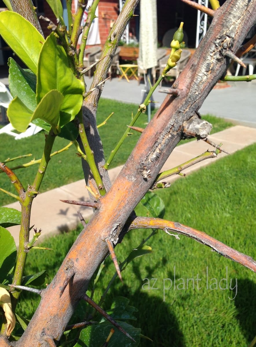 Citrus Trees Need Sunscreen or they can become sunburnt like this tree