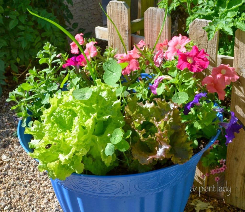 Leaf lettuce and garlic grow along with flowering petunias in Container