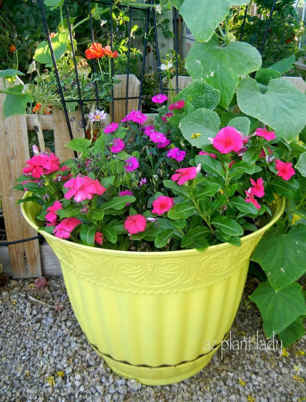 Cucumbers growing with vinca and dianthus Container