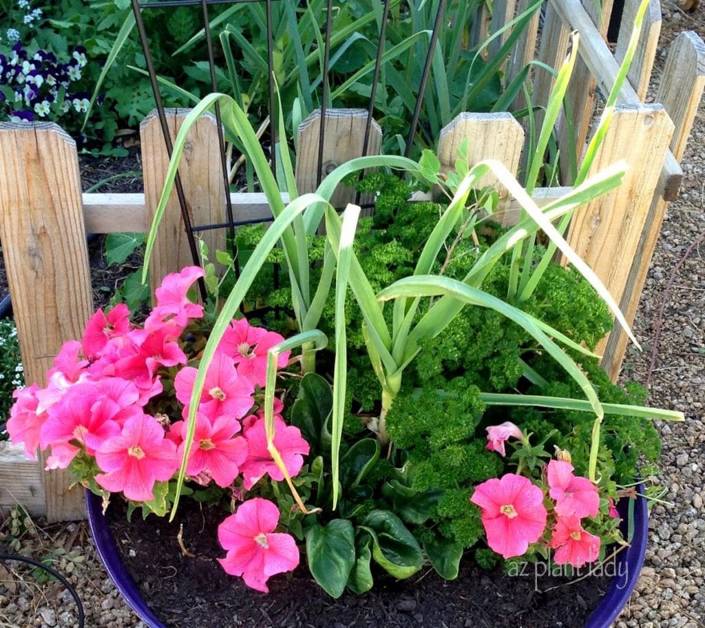 Winter Container Gardening with spinach, parsley and garlic growing with pink petunias