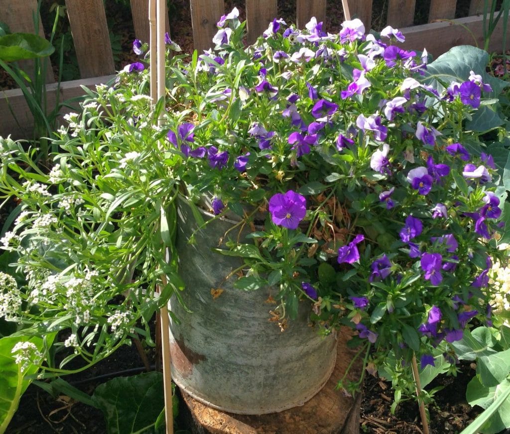 Pruning Spring Garden 