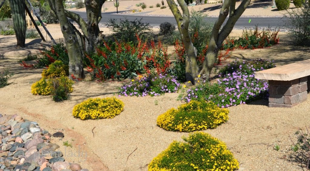 Firecracker Penstemon, Purple Trailing Lantana and Damianita.