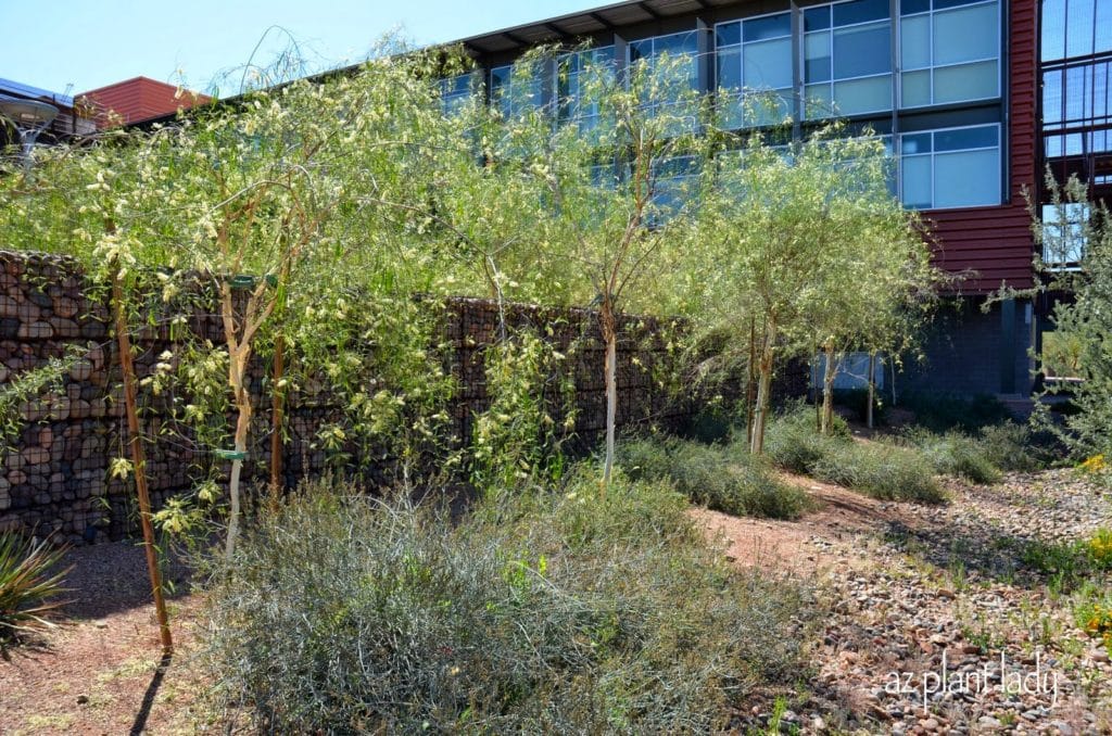 A row of Palo Blanco (Acacia willardiana) trees stand along the side of an arroyo that catches rain water.