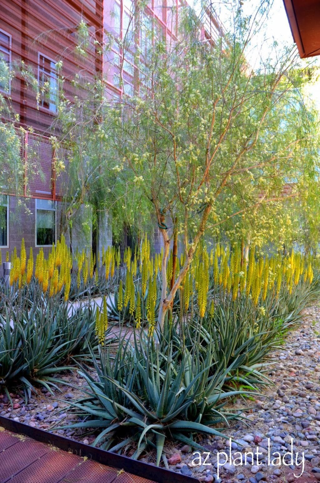 Aloe Vera planted in rows underneath Palo Blanco trees.