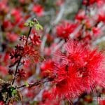 Baja-Fairy-Duster-Calliandra-californica-Southwest