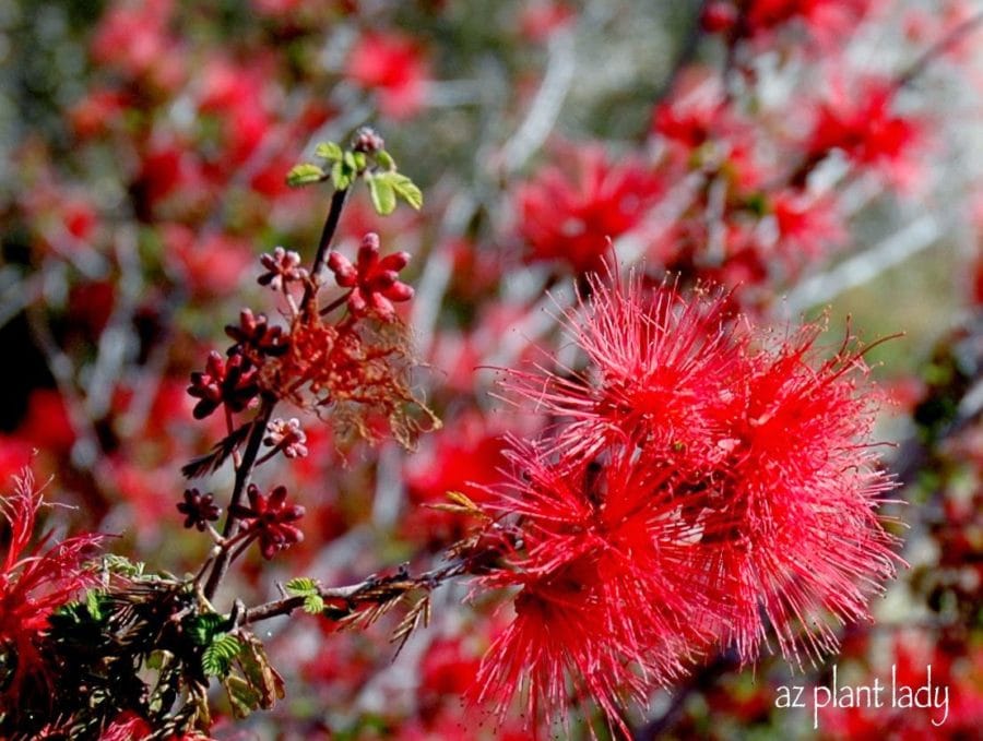 Baja-Fairy-Duster-Calliandra-californica-Southwest