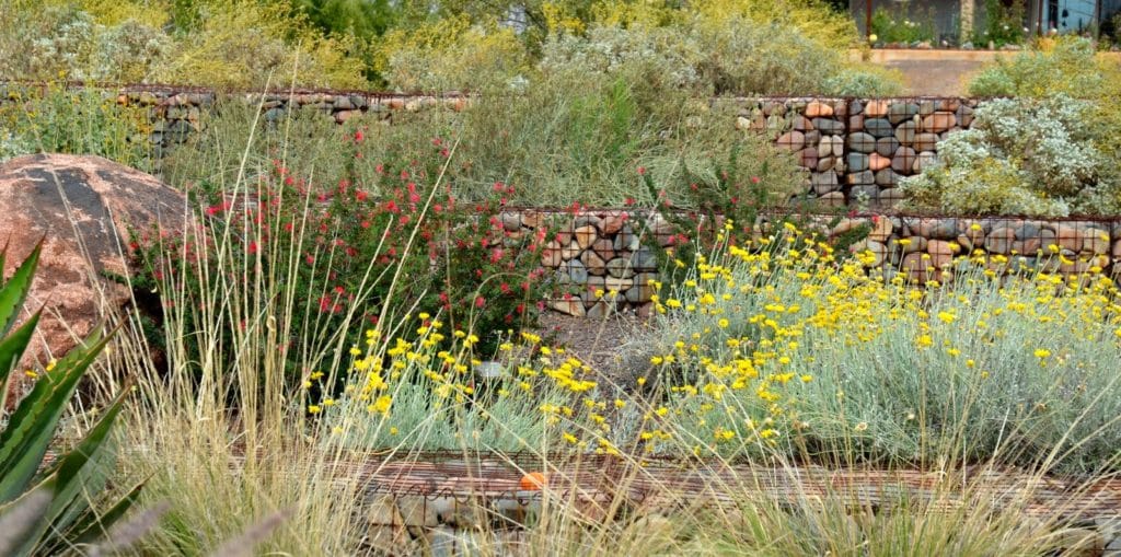 Baja Fairy Duster (Calliandra californica) and Desert Marigold (Baileya multiradiata)