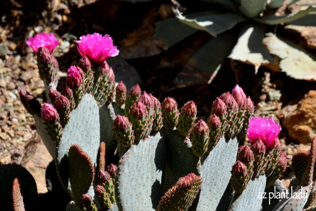 Beavertail Prickly Pear (Opuntia basilaris), pink blooming plants