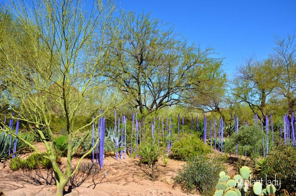 Desert Botanical Garden