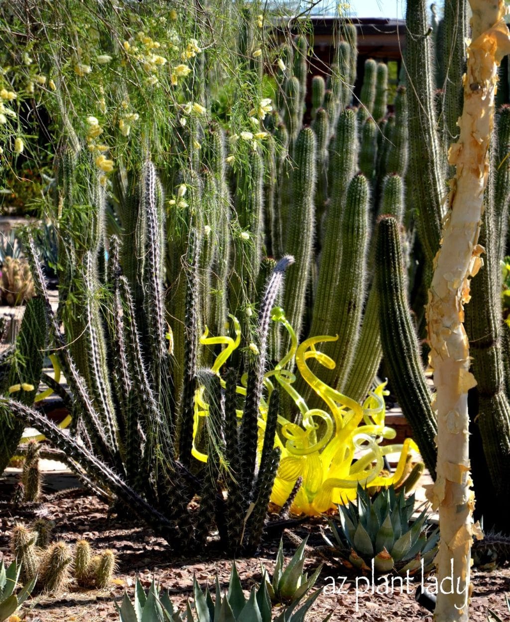 Chihuly Art in the Desert Garden