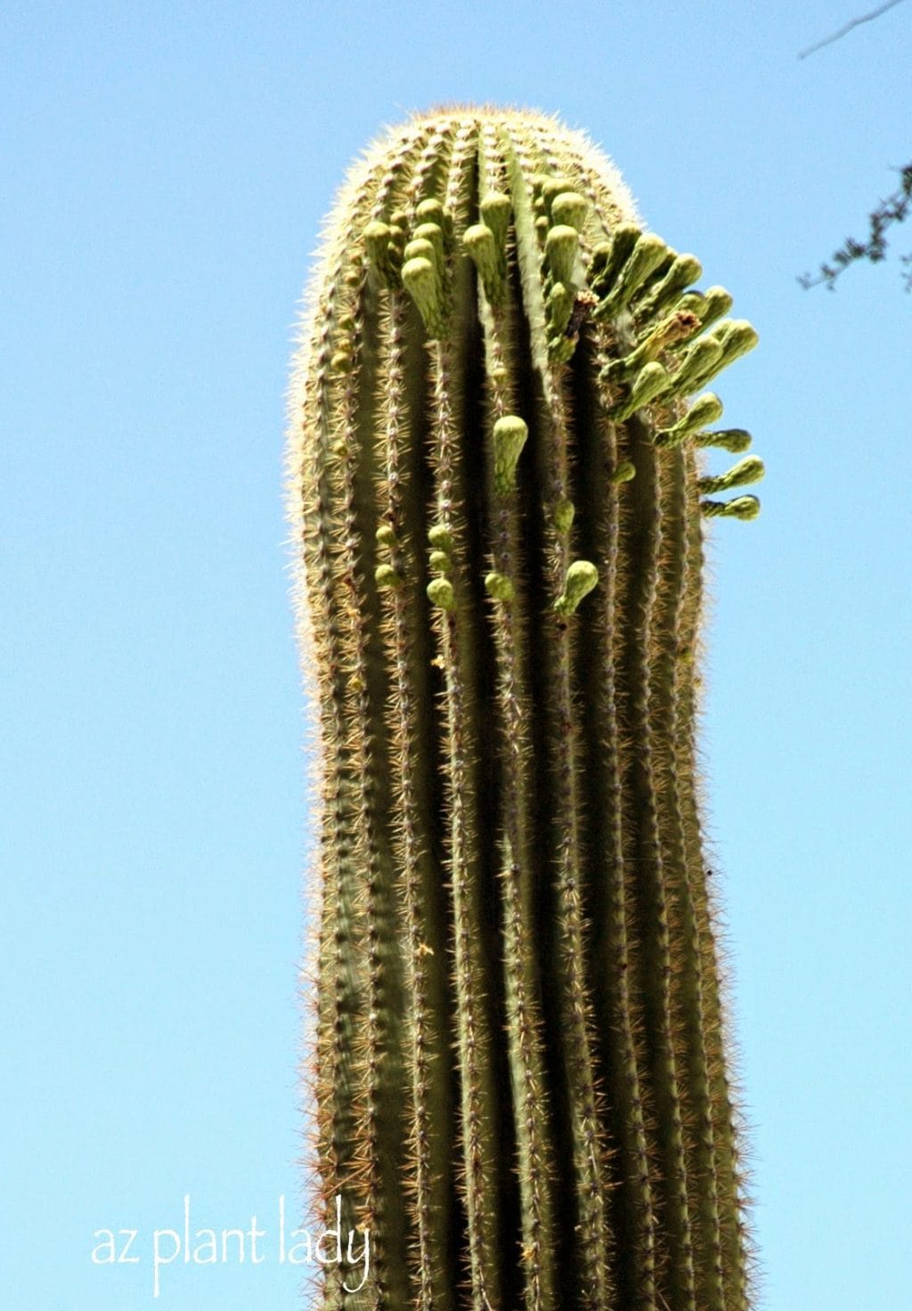 saguaro flowers