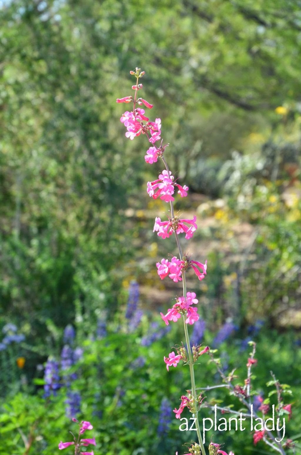 Parry's Penstemon (Penstemon parryi) pink blooming plants