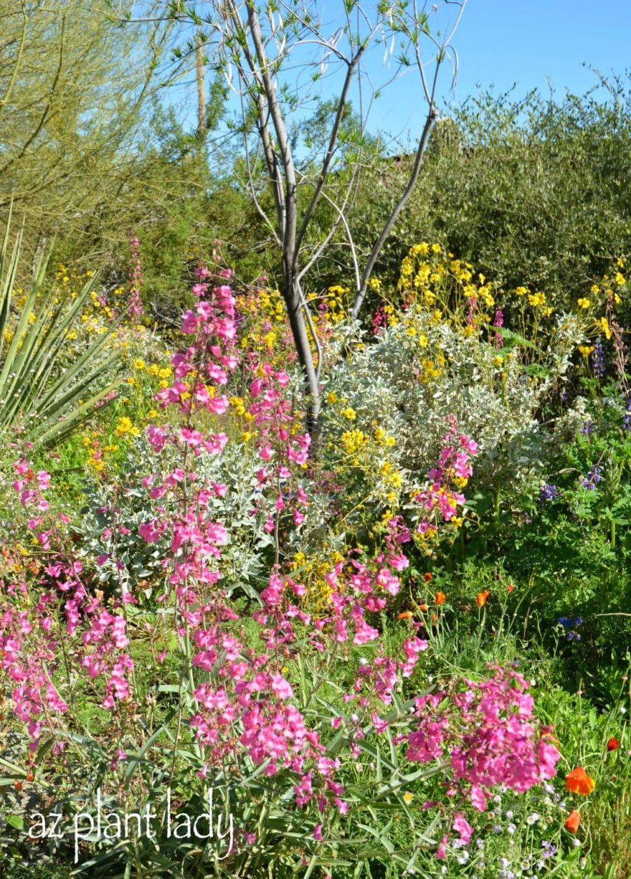 pink blooming plants