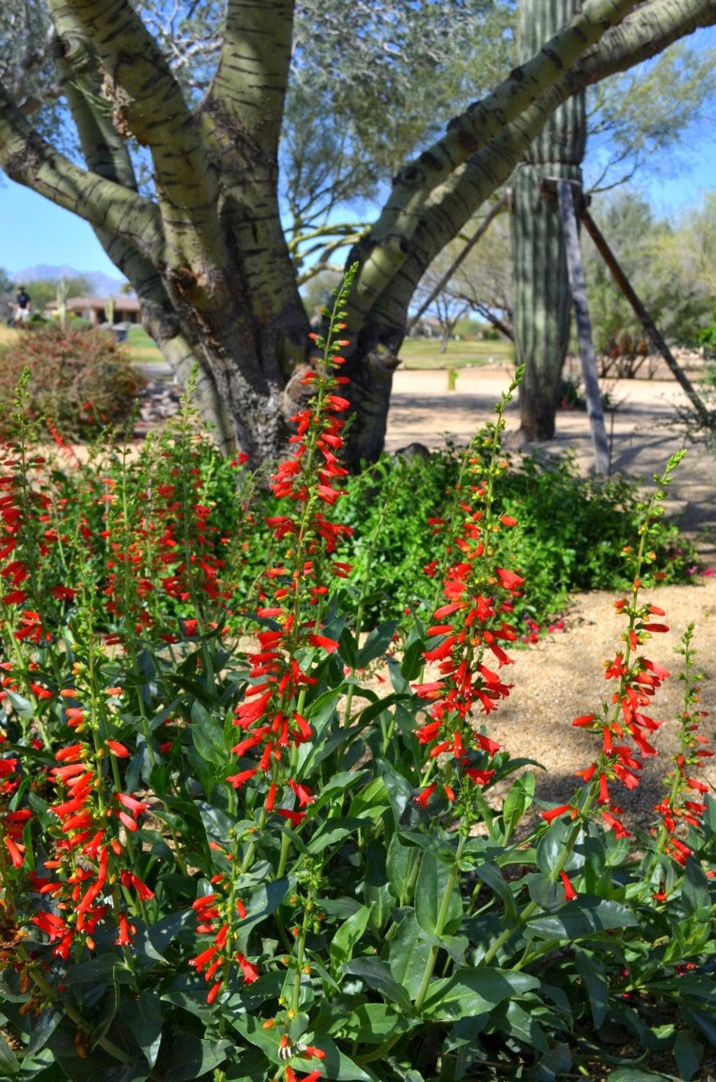 Firecracker Penstemon (Penstemon eatoni)