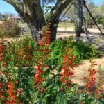 Firecracker-Penstemon-eatonii