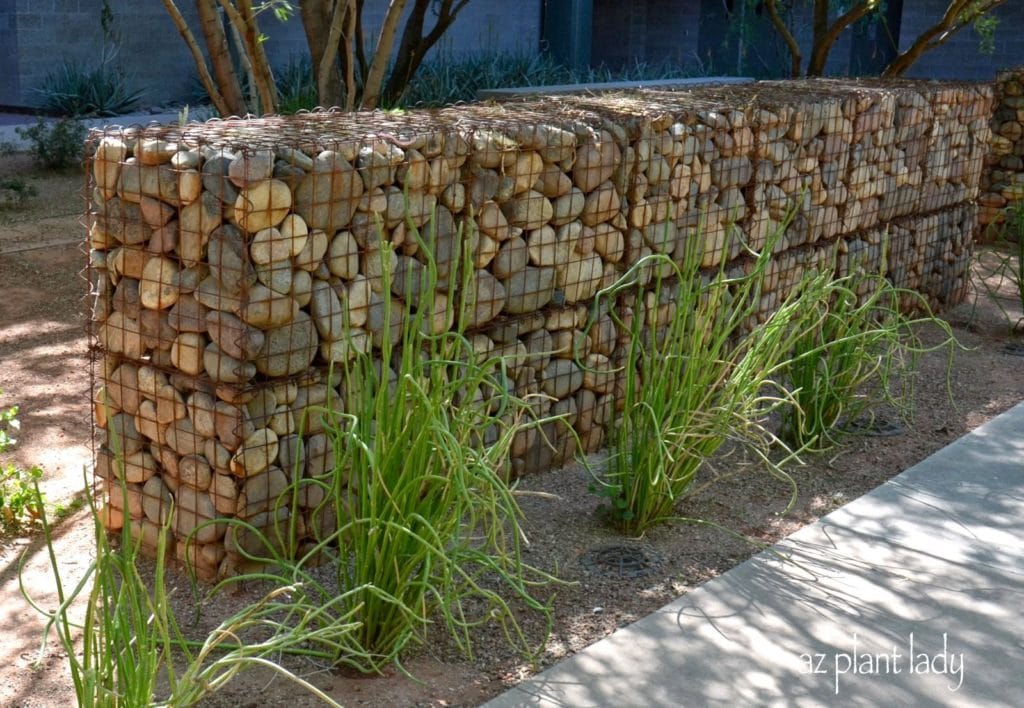 Gabion wall with Lady's Slipper (Pedilanthus macrocarpus)