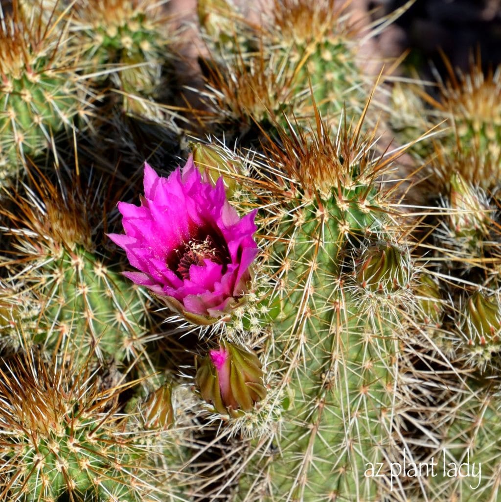 Hedgehog Cactus (Echinocereus engelmannii)