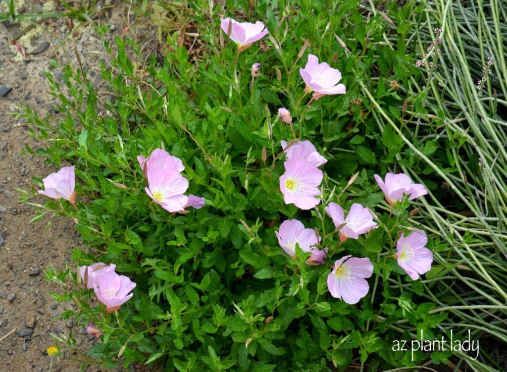 Mexican Evening Primrose (Oenothera berlandieri) pink blooming plants