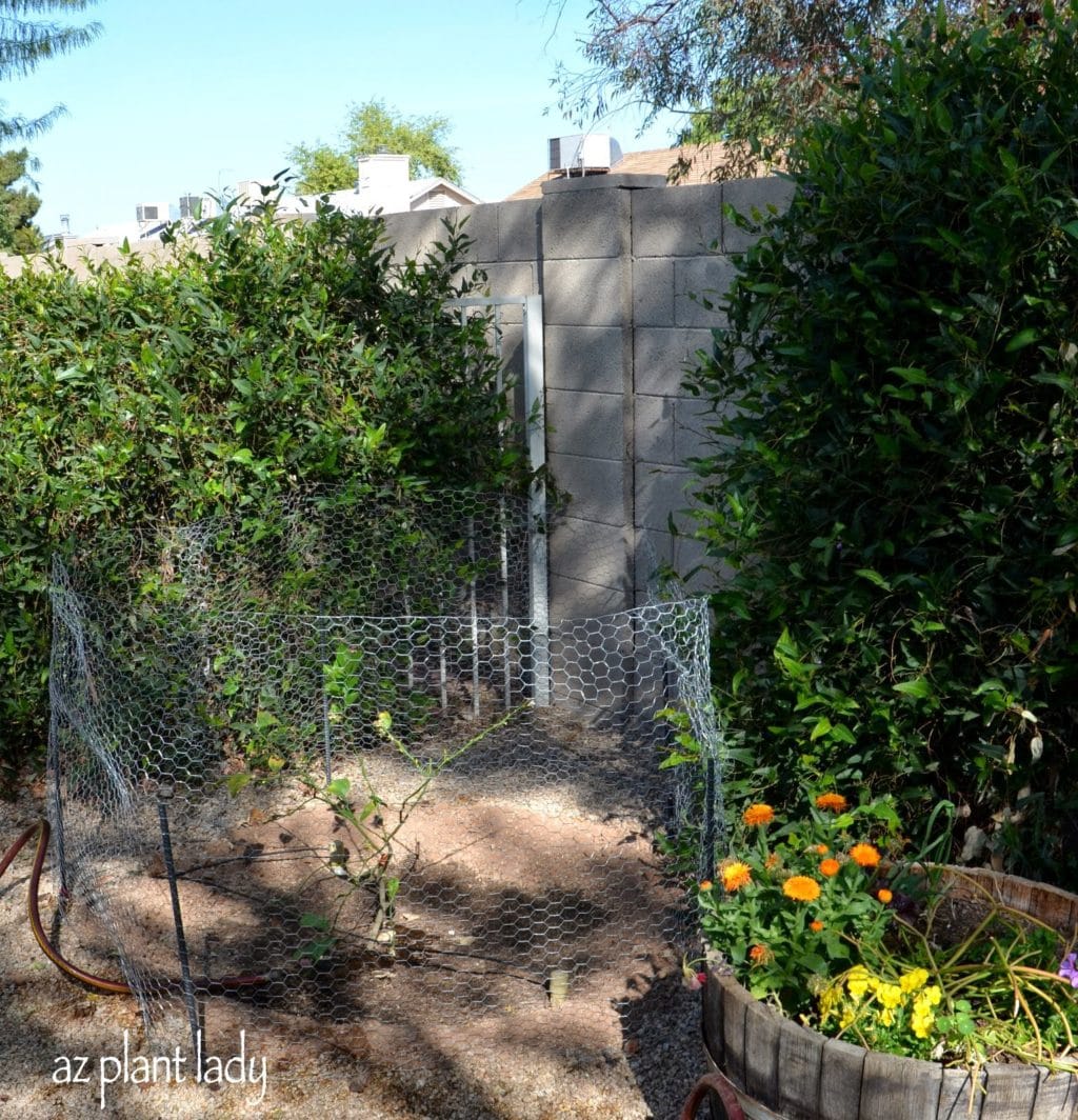 My First Edible Garden 4 Years Later