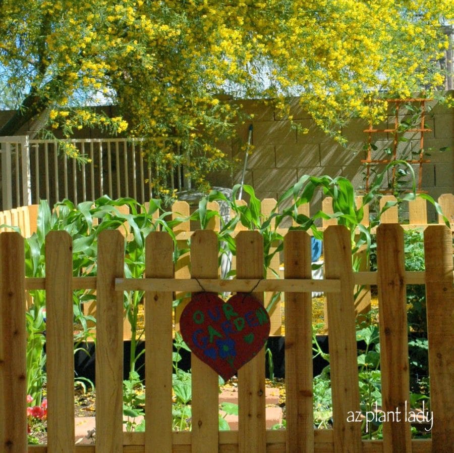 New-Vegetable-Garden-Southwest