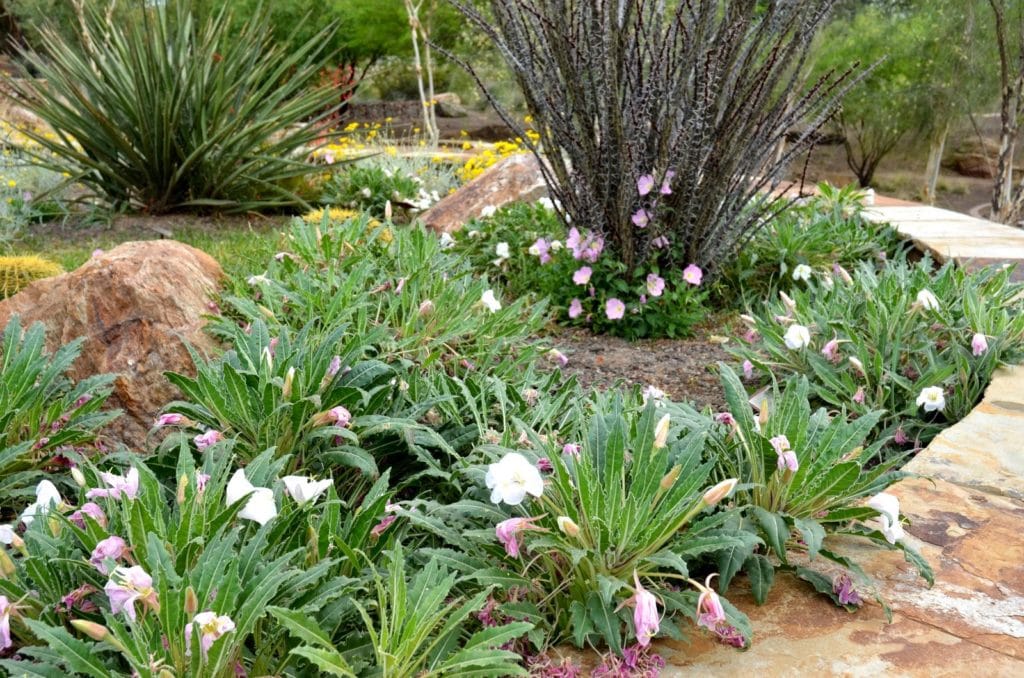 Birdcage Evening Primrose (Oenothera deltoides) in the foreground and Mexican Evening Primrose (Oenothera berlanderi) growing against the Ocotillo