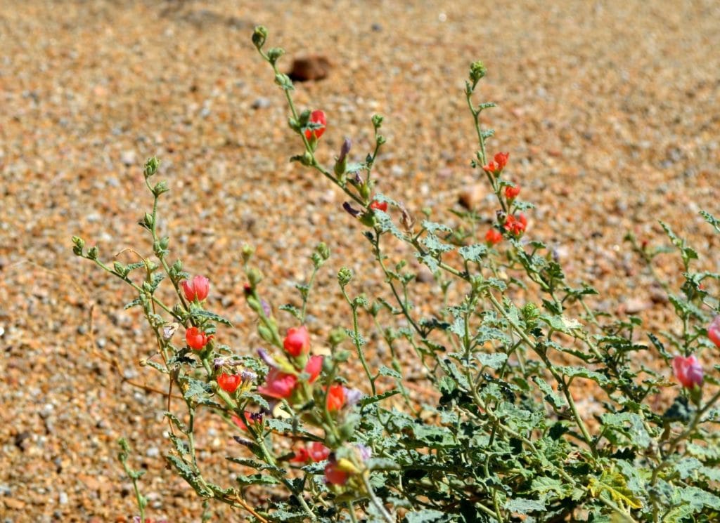 Coral Globe Mallow (Sphaeralcea ambigua 'Coral')