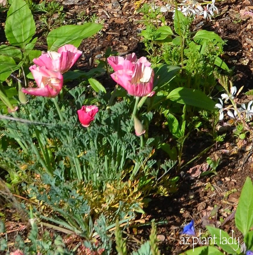 Pink California Poppy