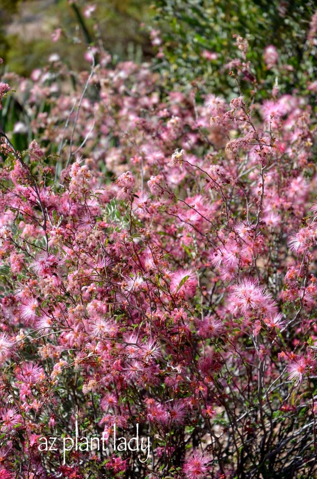 Pink Fairy Duster (Calliandra eriophylla)