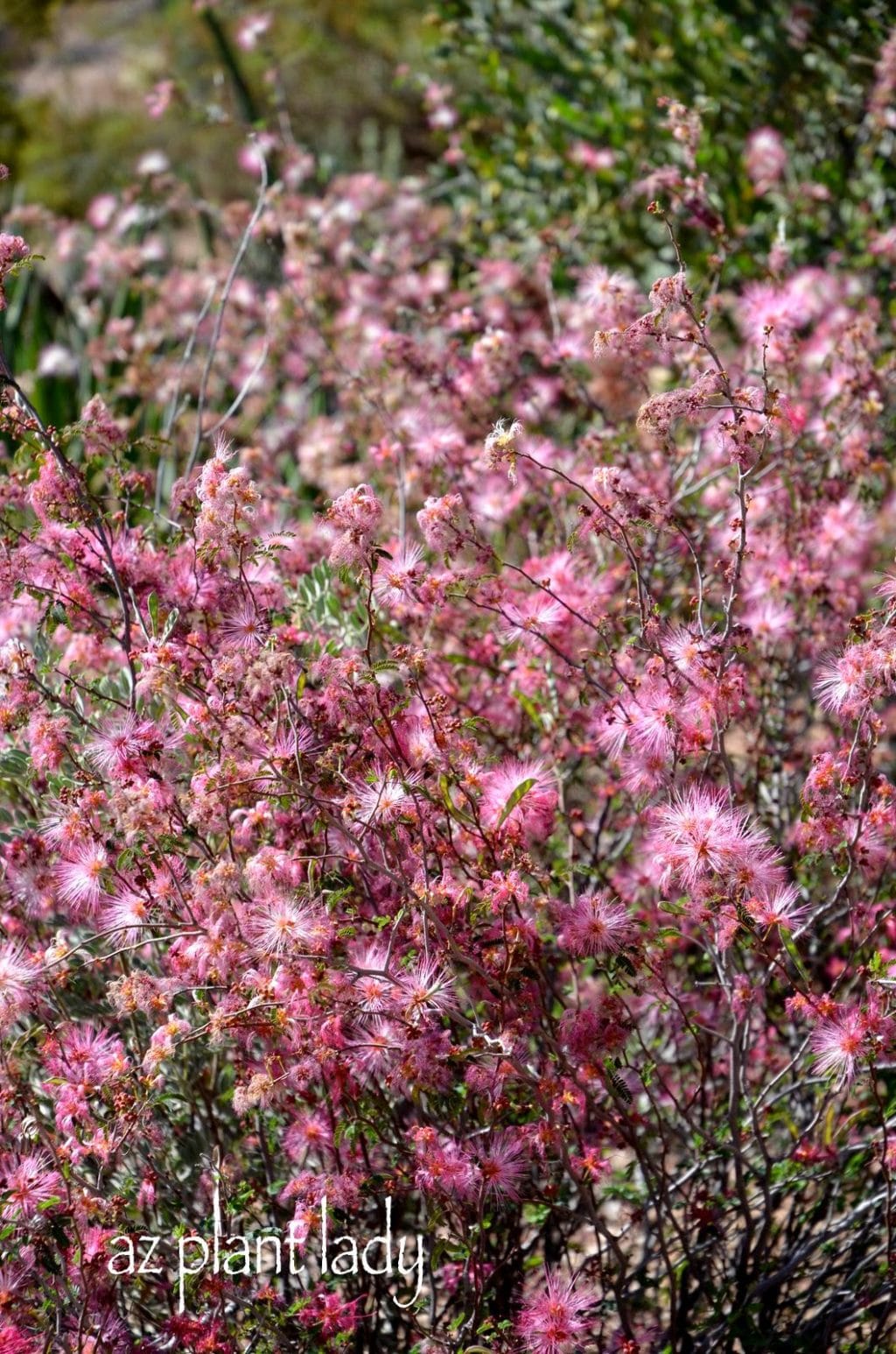 pink blooming plants pink blooming plants