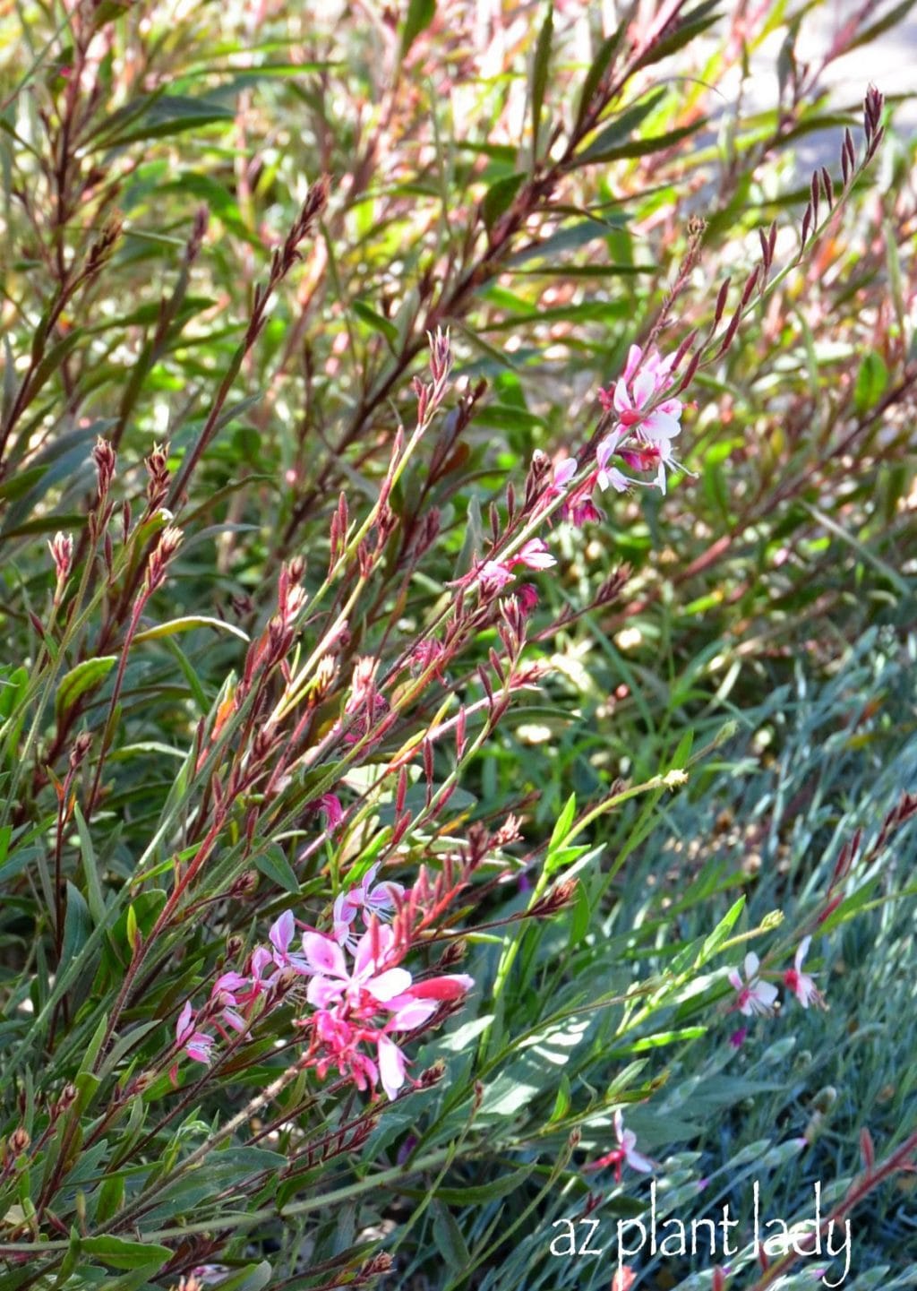 Pink Gaura (Gaura lindheimeri 'Siskiyou Pink' 