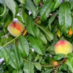Ripening-Peaches-Desert-Garden