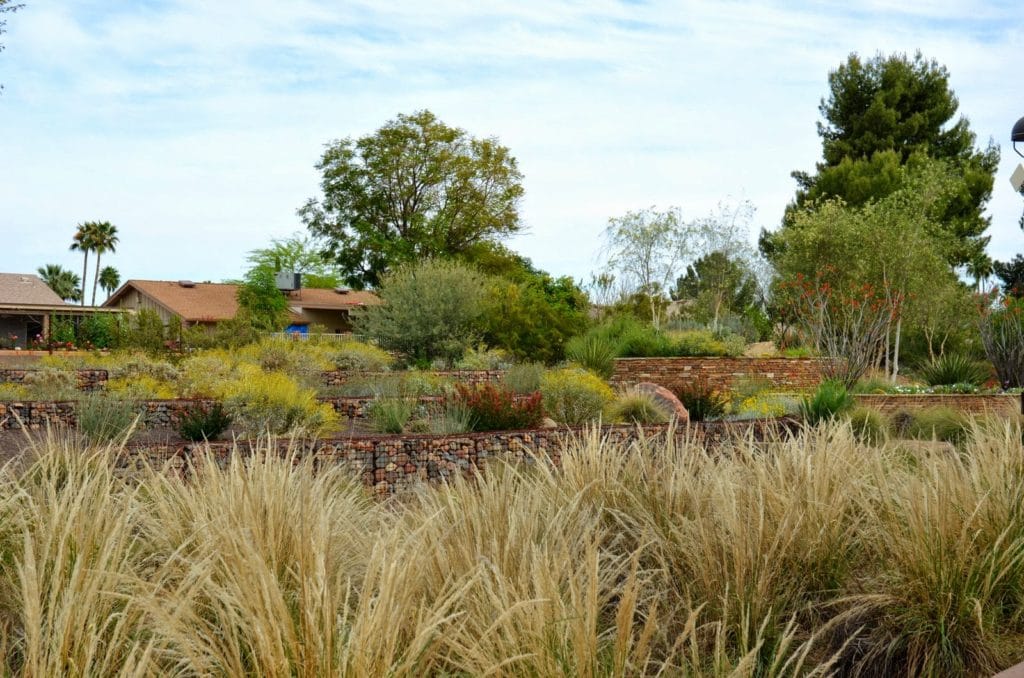 Deer Grass in the foreground